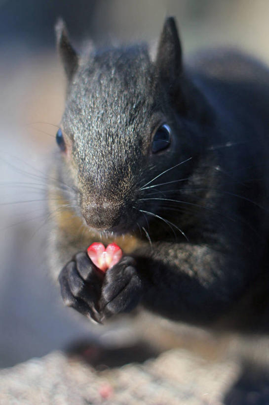 无人,坐,吃,竖图,室外,特写,白天,野生动物,加拿大,褐色,窗台,松鼠,摄影,肖像,石榴籽,心型,彩图