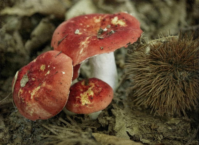 无人,横图,室外,特写,白天,森林,意大利,欧洲,蘑菇,红色,自然,摄影,生长,灌木,南欧,意大利共和国,利古里亚,利古里亚大区,彩图,拉斯佩齐亚省