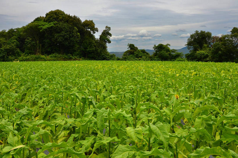 无人,横图,室外,白天,农业,叶子,长崎,日本,田地,云,树,绿色,天空,自然,摄影,生长,宁静,彩图