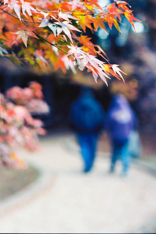 竖图,室外,白天,台湾,日光,枫叶,枝,树,自然,摄影,脆弱,改变,秋天,彩图