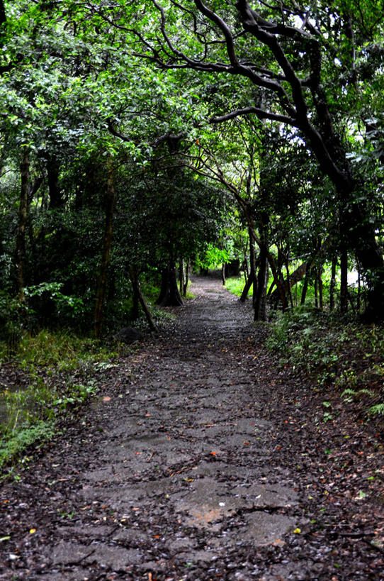 无人,竖图,室外,白天,植物,长崎,日本,湿,树,树木,绿色,自然,摄影,生长,成长,宁静,彩图,单行道