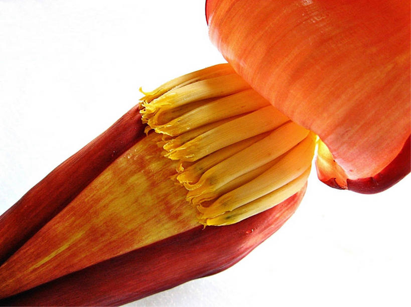 无人,横图,特写,白色背景,印度,香蕉树,花,橙色,摄影,脆弱,清新,彩图,影棚拍摄