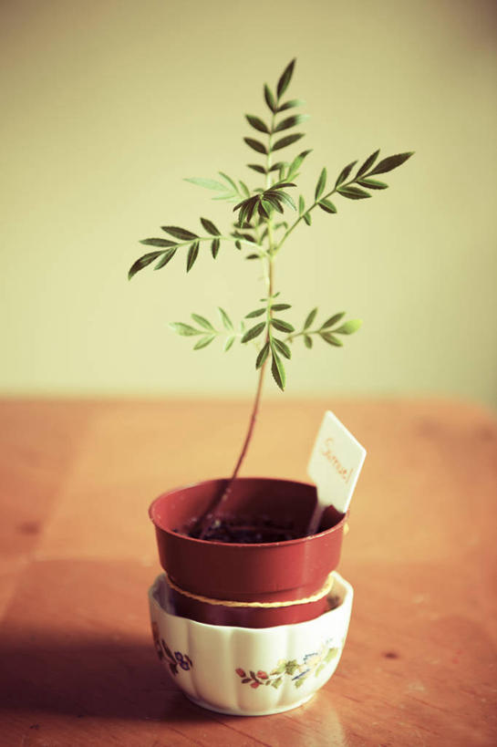 无人,竖图,室内,特写,花盆,加拿大,标志,碗,摄影,生长,脆弱,清新,秧苗,魁北克,蒙特利尔,彩图