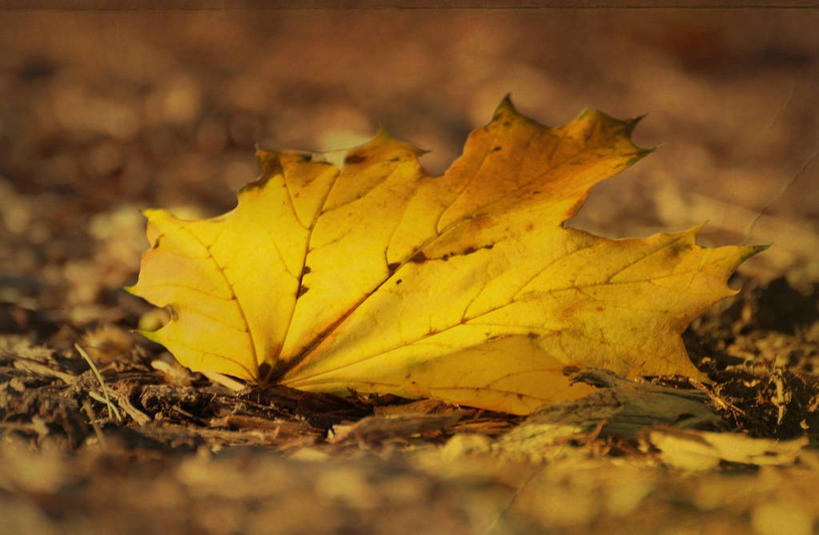 无人,横图,室外,特写,白天,叶子,美国,陆地,一个,摄影,单个,脆弱,改变,纽约州,秋天,彩图