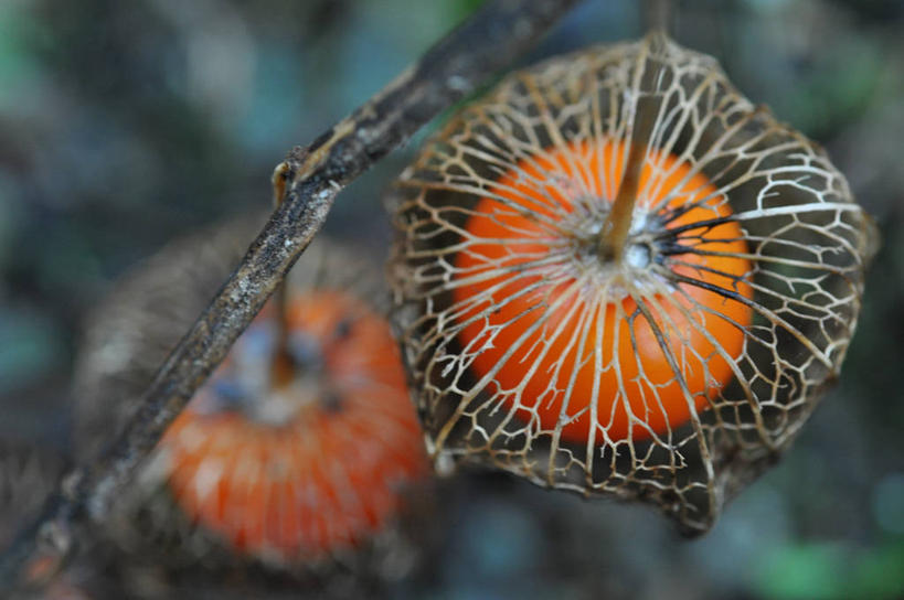 无人,横图,室外,特写,白天,百合花,水果,日本,吊挂,悬挂,枝,挂,饮食,自然,摄影,生长,外壳,脆弱,清新,强瞿,冈山县,宫灯百合,百合蒜,倒仙,番韭,山丹,彩图,灯笼百合,宫灯花,圣诞百合