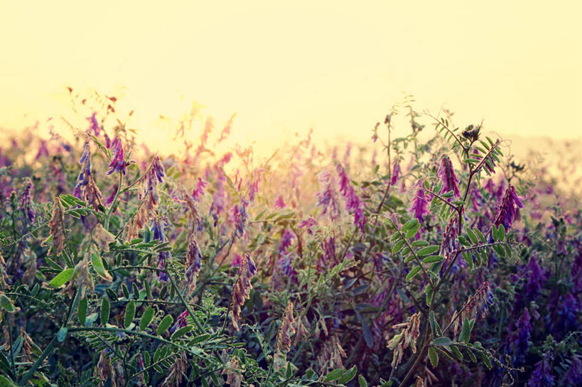 无人,横图,室外,日出,美国,田地,花,紫色,天空,自然,摄影,生长,彩图