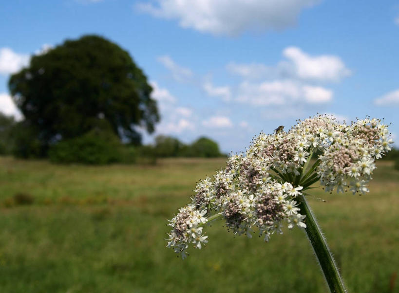 无人,横图,室外,特写,白天,美景,英国,景观,云,茎,草,花,树,绿色,白色,天空,自然,景色,摄影,生长,脆弱,清新,自然风光,黄花九轮草,彩图,郊野公园
