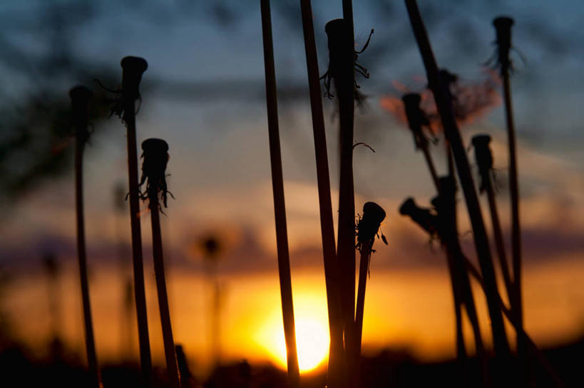 无人,横图,室外,特写,日落,蒲公英,日光,自然,摄影,生长,宁静,剪影,捷克共和国,彩图