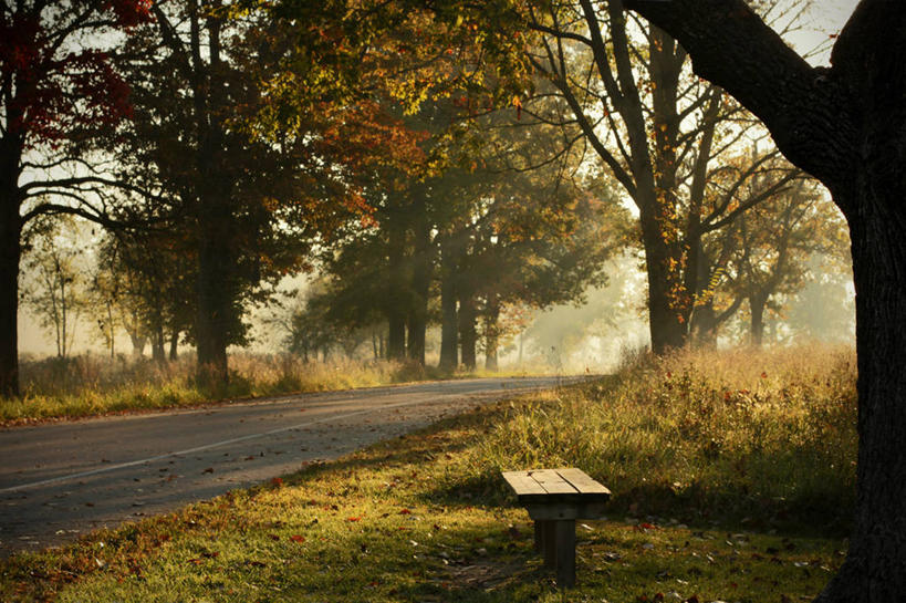 无人,横图,室外,白天,雾,路,日光,美国,阴影,长椅,树,自然,摄影,宁静,北美,北美洲,早晨,加利福尼亚,美洲,改变,加州,加利福尼亚州,金州,黄金州,北亚美利加洲,亚美利加洲,密苏里,洪堡县,尤里卡,秋天,彩图,美利坚合众国