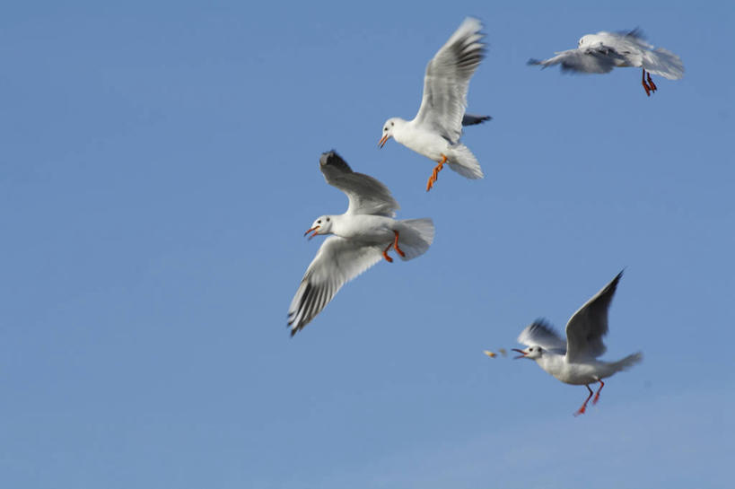无人,横图,室外,白天,海鸥,野生动物,德国,四只,鸟类,半空,飞,摄影,万里无云,彩图