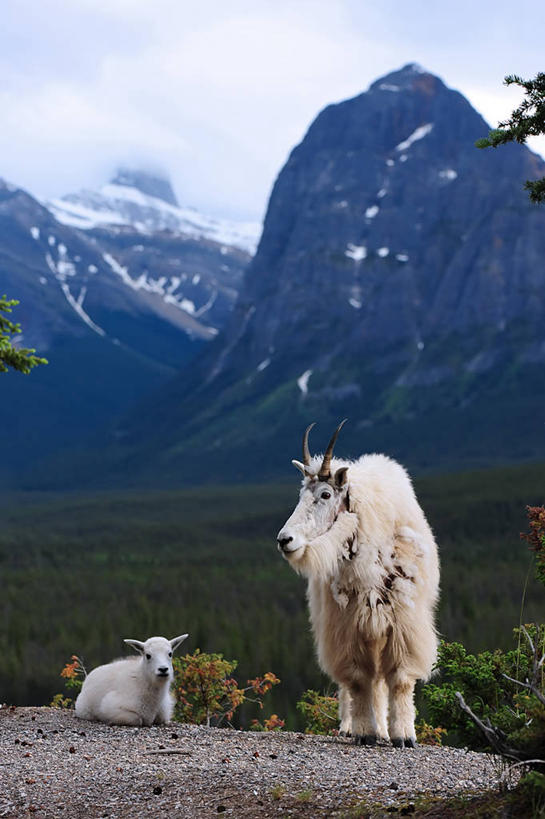 无人,竖图,室外,白天,山,野生动物,加拿大,云,天空,动物,两只,摄影,野生白山羊,亚伯达,彩图