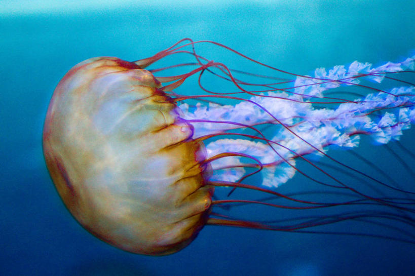 无人,横图,水下,美国,鱼类,摄影,水母,彩图