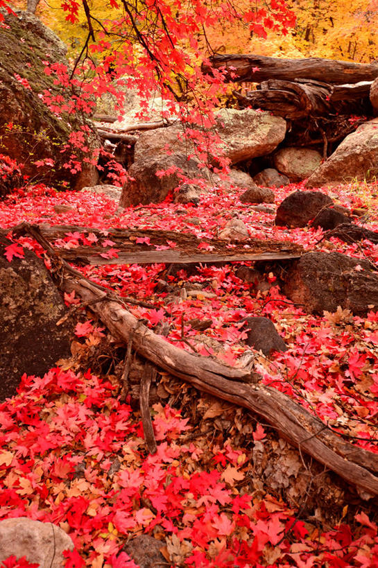无人,竖图,室外,白天,美景,枫树,美国,浮木,景观,自然,景色,摄影,宁静,亚利桑那,北美,北美洲,自然风光,美洲,改变,北亚美利加洲,亚美利加洲,红花槭,岩石,彩图,美利坚合众国
