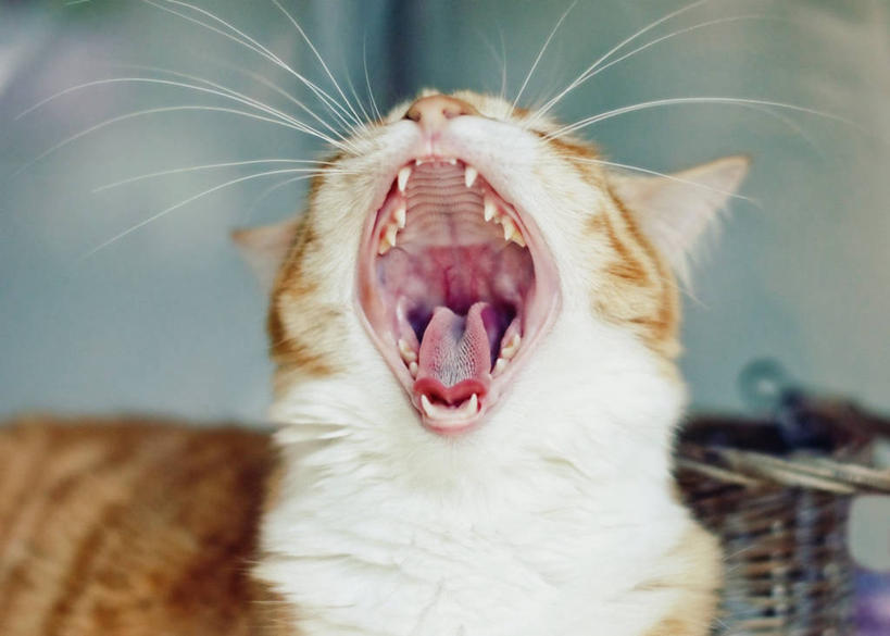 无人,横图,室外,特写,白天,宠物,猫,澳大利亚,动物,打哈欠,张嘴,家畜,可爱,摄影,部分,猫咪,张大嘴巴,张开嘴,彩图