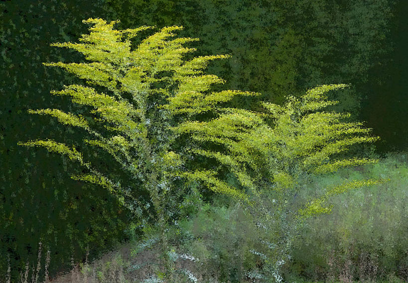 无人,横图,室外,白天,美景,英国,景观,自然,景色,摄影,园林,宁静,脆弱,自然风光,秋麒麟草,牛津郡,树篱,孤独,彩图