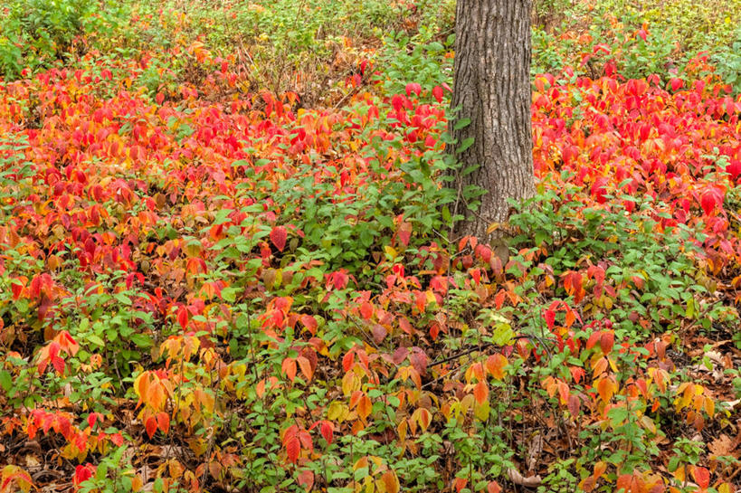 无人,横图,室外,白天,森林,叶子,加拿大,小的,首都,树干,自然,树苗,摄影,灌木,宁静,脆弱,改变,渥太华,秋天,彩图