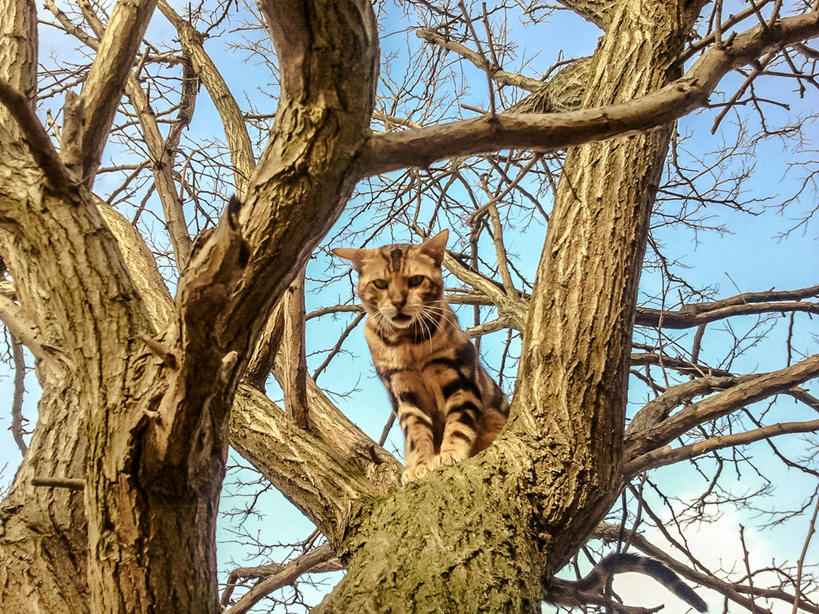 无人,站,横图,室外,白天,仰视,宠物,荷兰,枝,树干,天空,自然,家畜,摄影,机敏,孟加拉猫,彩图,低角度拍摄