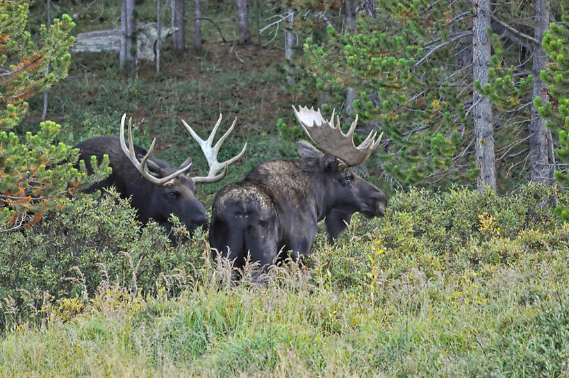 无人,横图,室外,白天,森林,山,野生动物,美国,草,树,动物,两只,摄影,沼泽,驼鹿,鹿角,科罗拉多州,彩图
