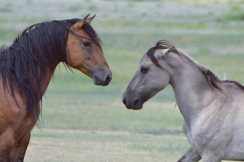 无人,横图,室外,白天,马,野生动物,美国,动物,两只,家畜,运输,摄影,牲畜,彩图