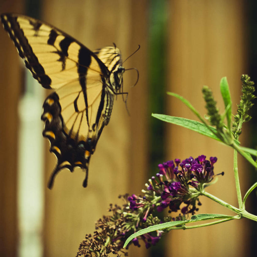 无人,方图,室外,特写,白天,野生动物,蝴蝶,美国,漂浮,黄色,紫色,摄影,灌木,彩图