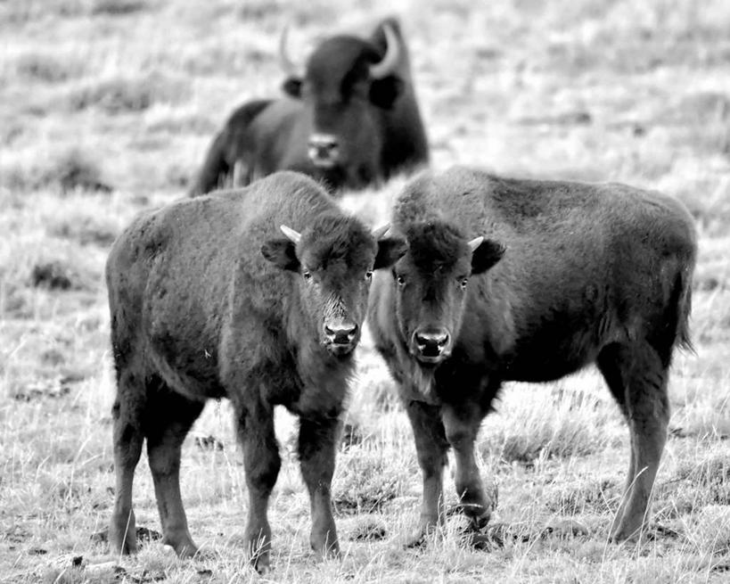 无人,横图,黑白,室外,白天,美国,三只,草,动物,家畜,摄影,牲畜,美洲野牛,科罗拉多州,母牛,家牛