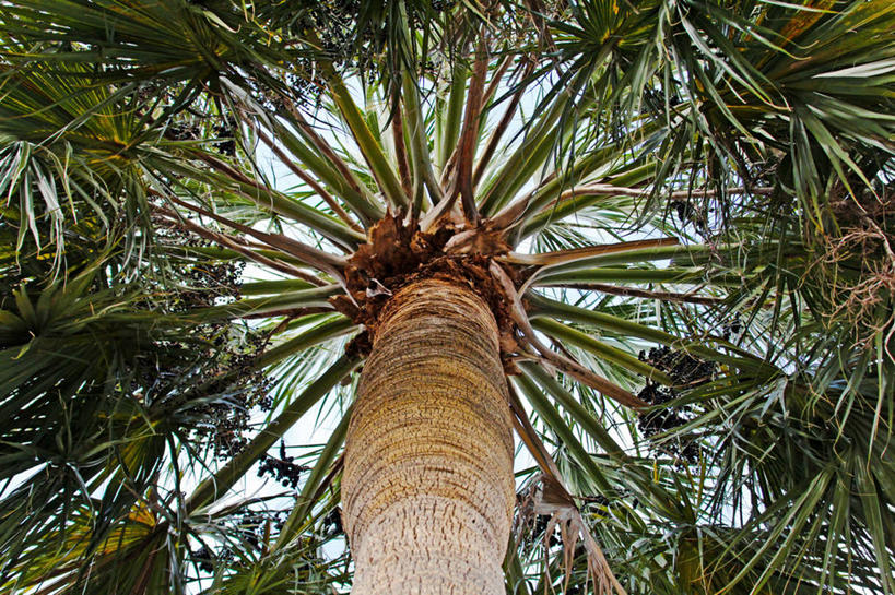 无人,横图,室外,白天,仰视,棕榈树,美国,枝,树,树干,自然,摄影,生长,式样,彩图,低角度拍摄