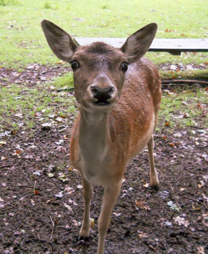 无人,公园,站,竖图,室外,特写,白天,正面,鹿,野生动物,椅子,德国,长椅,草,动物,摄影,肖像,彩图,好奇心