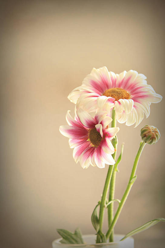 无人,竖图,特写,花瓶,西班牙,米色背景,花蕾,格拉纳达,雏菊,花,摄影,生长,脆弱,清新,聚光,彩图,影棚拍摄