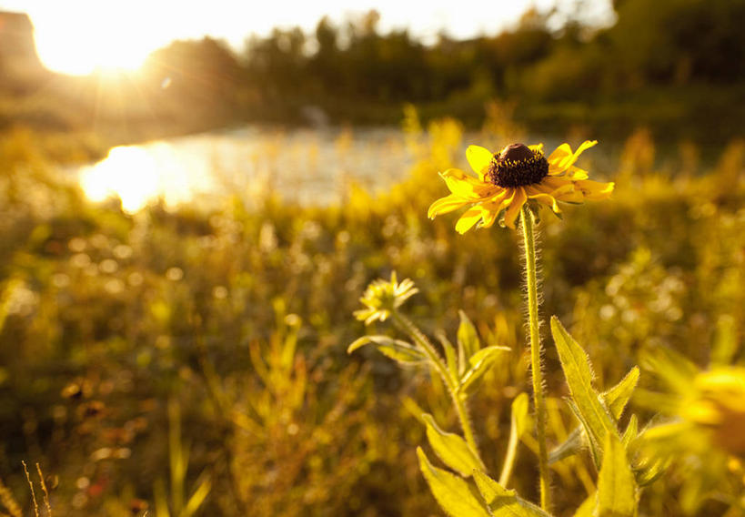 无人,横图,室外,特写,日出,湖,美景,日落,加拿大,景观,田地,茎,花朵,黄色,风景,自然,景色,摄影,金花菊,松果菊,生长,宁静,自然风光,紫锥花,紫锥菊,放弃,懈怠,彩图
