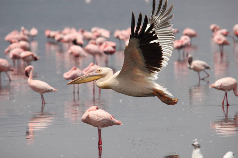 无人,横图,室外,白天,湖,野生动物,肯尼亚,一群,许多,反射,火烈鸟,鸟类,很多,半空,飞,摄影,鹈鹕,白鹈鹕,纳库鲁,彩图