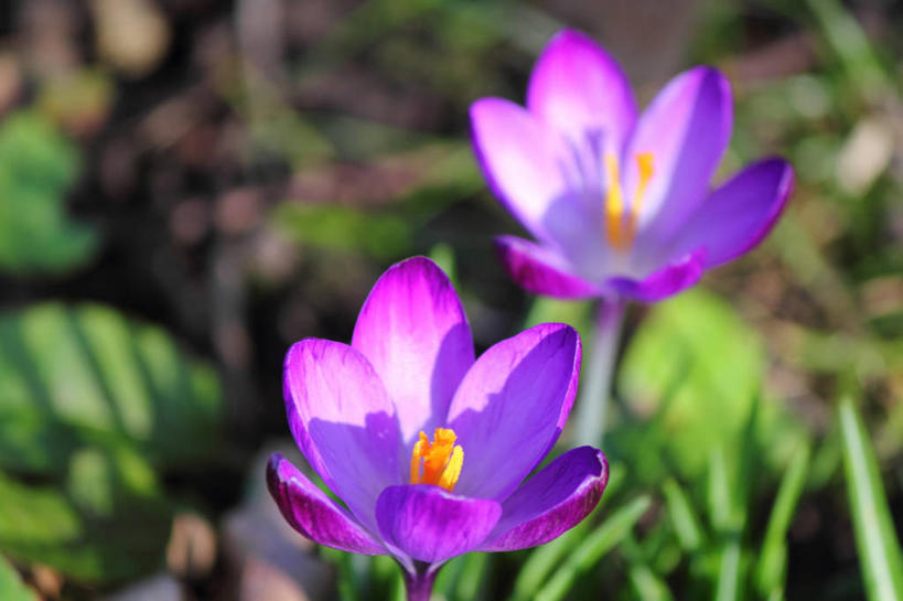 无人,横图,室外,特写,白天,快乐,英国,藏红花,花,花瓣,紫色,春天,摄影,园林,保护,番红花,脆弱,清新,西红花,马盖特,彩图