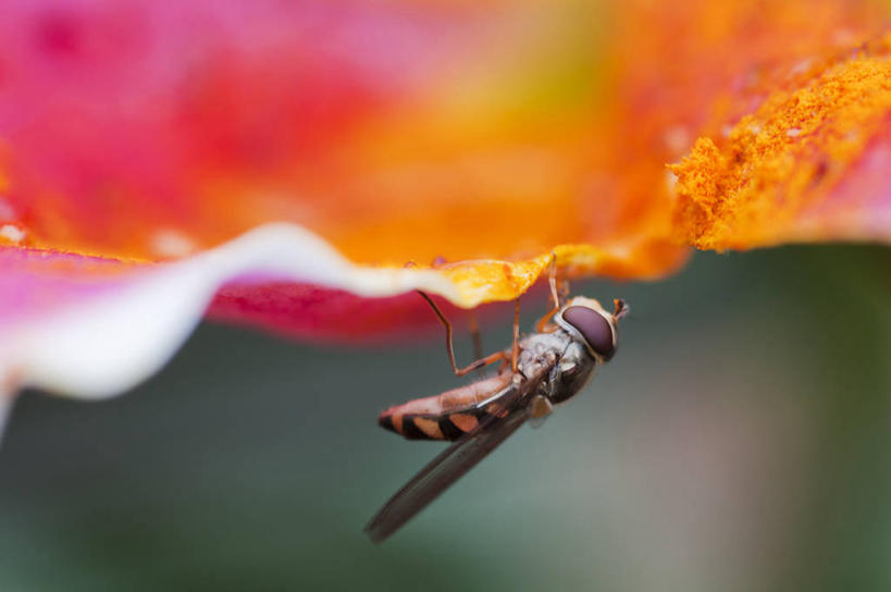 无人,横图,室外,特写,白天,野生动物,叶子,英国,吊挂,悬挂,昆虫,挂,摄影,强瞿,食蚜蝇,百合,倒仙,番韭,山丹,彩图
