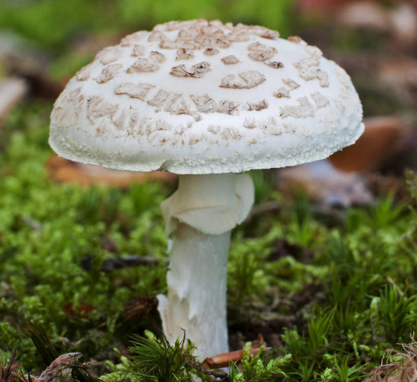 无人,横图,室外,白天,森林,英国,蘑菇,草,绿色,白色,自然,摄影,生长,彩图