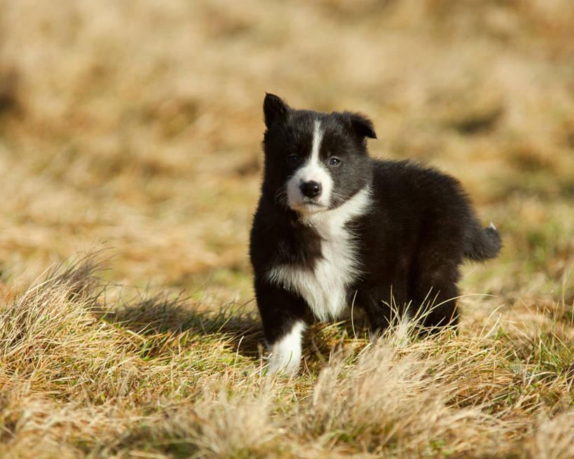 无人,横图,室外,白天,纯洁,草地,山,宠物,狗,英国,小的,小狗,苏格兰,草,动物,家畜,可爱,童年,童趣,摄影,童真,烂漫,无邪,边境牧羊犬,设得兰群岛,天真,步行,彩图