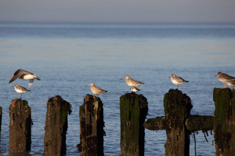 无人,横图,室外,白天,海洋,野生动物,英国,鸟类,水平线,苔藓,飞,天空,木桩,摄影,栖息,蛎鹬,彩图