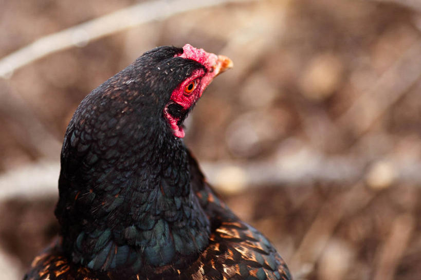 无人,横图,室外,特写,白天,美国,鸟类,家畜,摄影,牲畜,部分,后院,德克萨斯,彩图