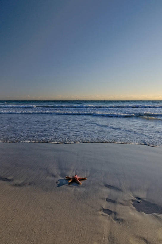 无人,竖图,室外,白天,海洋,海星,美国,水平线,鱼类,红色,波浪,摄影,北美,北美洲,美洲,佛罗里达,佛罗里达州,佛州,阳光州,万里无云,迈阿密海滩,北亚美利加洲,亚美利加洲,海滩,彩图,美利坚合众国