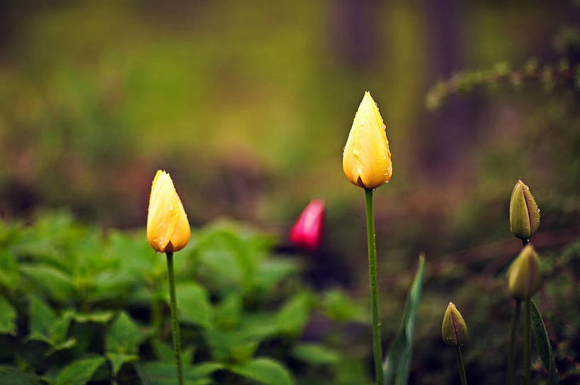 无人,横图,室外,白天,郁金香,美国,茎,花蕾,花,黄色,自然,摄影,生长,脆弱,清新,缅因州,开端,彩图,伊丽莎白角