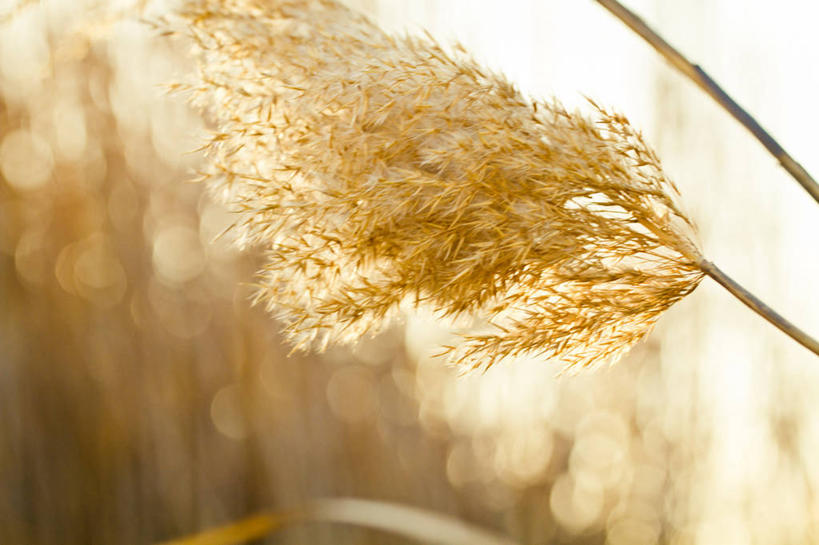 无人,横图,室外,白天,蒲公英,意大利,首都,花,自然,摄影,生长,彩图