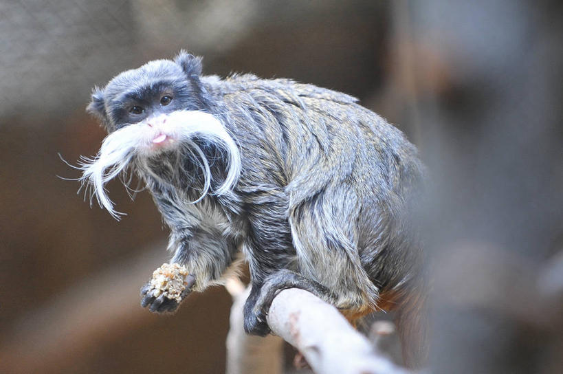 无人,动物园,横图,室外,白天,猴子,美国,伸舌头,摄影,北美,北美洲,加利福尼亚,肖像,美洲,加州,洛杉矶,加利福尼亚州,金州,黄金州,北亚美利加洲,亚美利加洲,天使之城,彩图,县治,洛杉矶县,美利坚合众国,洛城