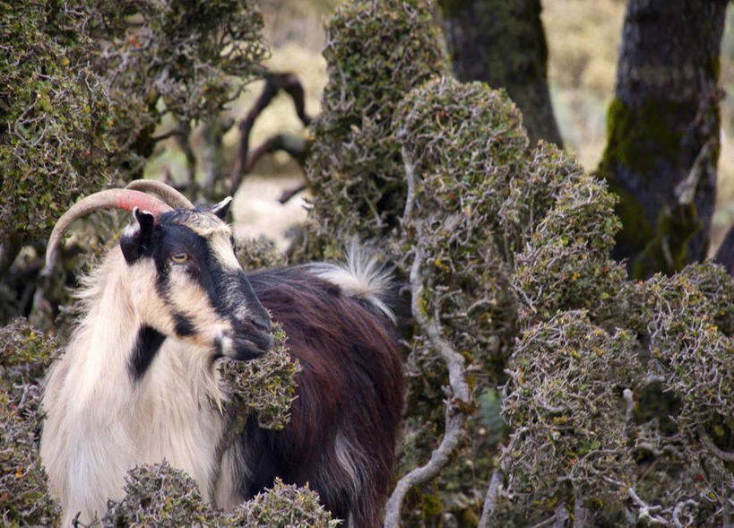 无人,横图,室外,白天,希腊,自然,家畜,摄影,牲畜,山羊,彩图