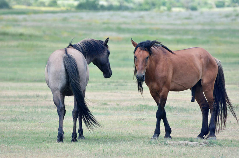 无人,横图,室外,白天,马,野生动物,美国,放牧,地形,动物,两只,家畜,运输,摄影,牲畜,彩图