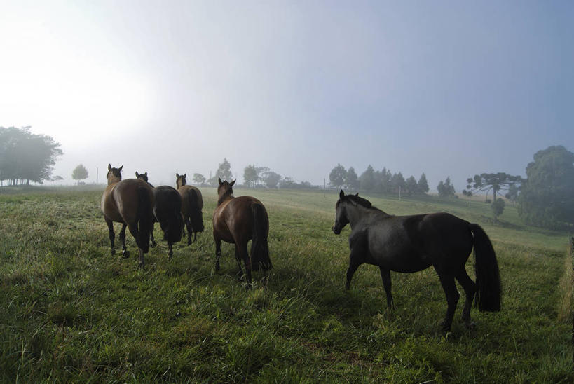 无人,横图,室外,白天,草地,雾,马,野生动物,巴西,田地,摄影,五只,步行,彩图