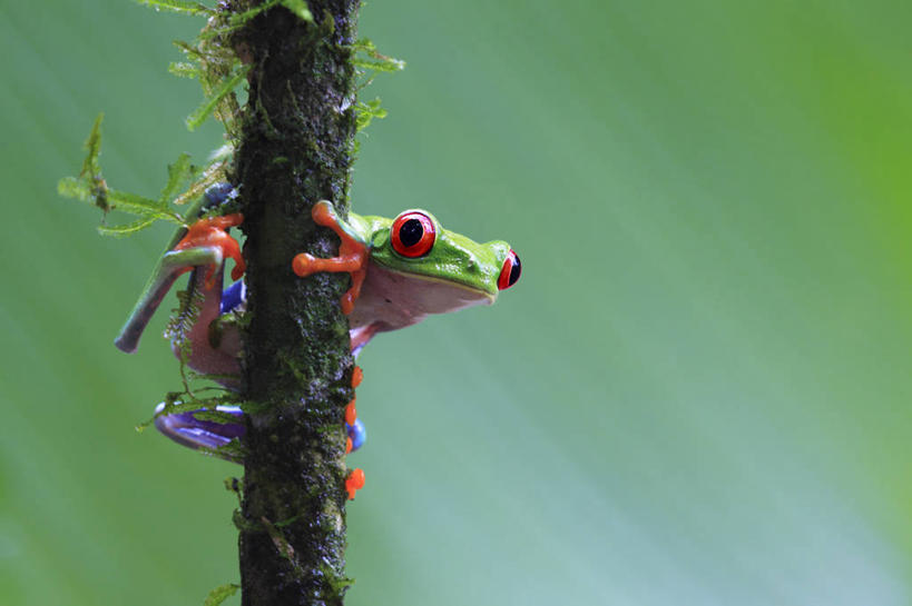 无人,横图,室外,白天,野生动物,哥斯达黎加,红眼树蛙,苔藓,绿色,藤蔓,摄影,北美,北美洲,美洲,藤蔓植物,北亚美利加洲,亚美利加洲,哥斯达黎加共和国,彩图