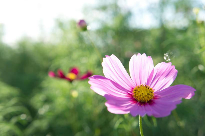 无人,横图,室外,特写,白天,日本,茎,首都,花,花瓣,树,自然,摄影,大波斯菊,脆弱,雄蕊,清新,日野,彩图