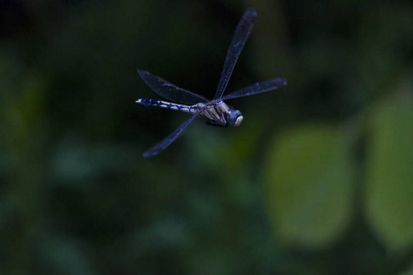 无人,横图,室外,特写,白天,野生动物,日本,蜻蜓,昆虫,半空,飞,绿色,摄影,彩图