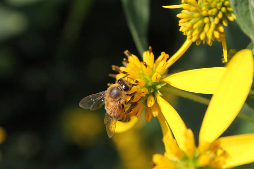 无人,横图,室外,特写,白天,野生动物,蜜蜂,美国,昆虫,花,花瓣,黄色,摄影,授粉,俄亥俄州,彩图