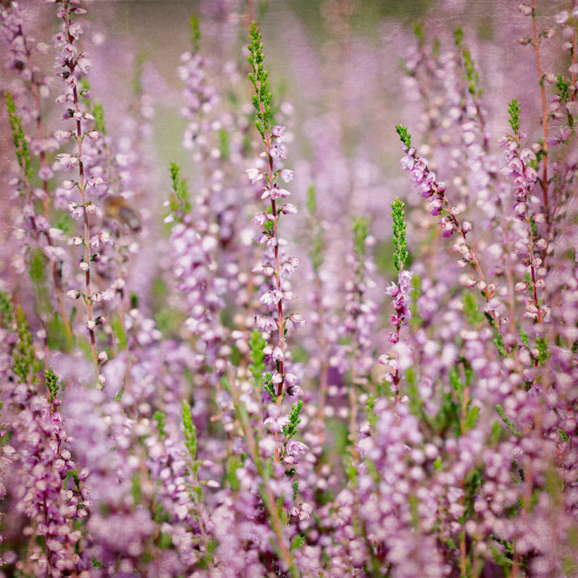 无人,方图,室外,特写,白天,美景,英国,景观,田地,粉色,自然,夏天,景色,摄影,生长,脆弱,清新,自然风光,肌理,石南花,彩图