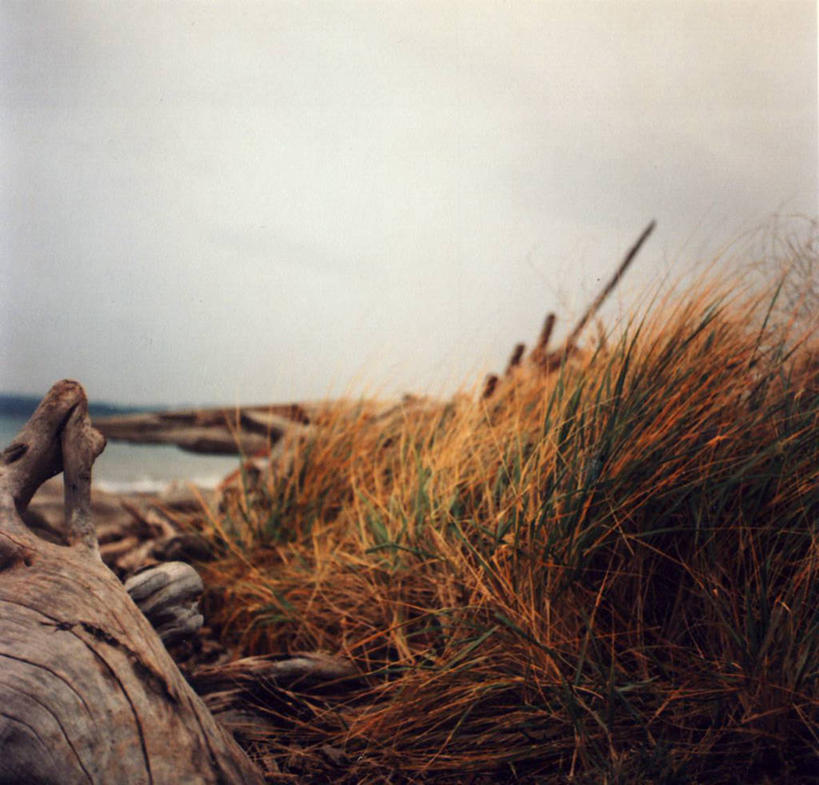 无人,横图,室外,白天,海洋,美国,浮木,草,天空,自然,摄影,生长,华盛顿州,西雅图,海滩,彩图