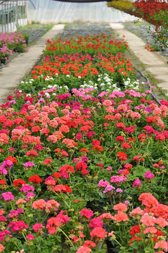 无人,竖图,室外,白天,意大利,许多,很多,温室,花,自然,摄影,生长,脆弱,清新,彩图